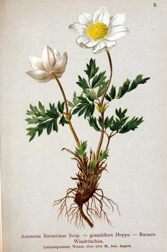 Atlas der Alpenflora. v.1.Wien :Eigenthum und Verlag des Deutschen und Oesterr. Alpenvereins,1882. |  | Vintage Print Reproduction 459477