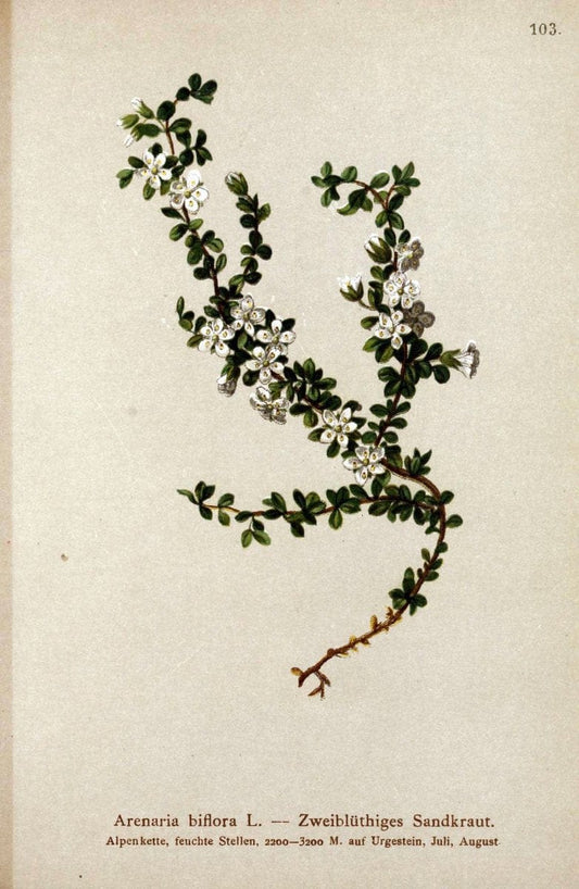 Atlas der Alpenflora. v.1.Wien :Eigenthum und Verlag des Deutschen und Oesterr. Alpenvereins,1882. |  | Vintage Print Reproduction 459478