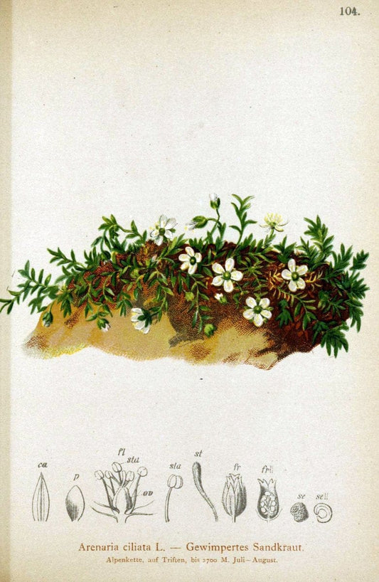 Atlas der Alpenflora. v.1.Wien :Eigenthum und Verlag des Deutschen und Oesterr. Alpenvereins,1882. |  | Vintage Print Reproduction 459479