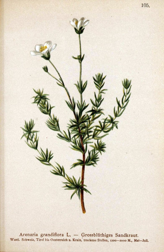 Atlas der Alpenflora. v.1.Wien :Eigenthum und Verlag des Deutschen und Oesterr. Alpenvereins,1882. |  | Vintage Print Reproduction 459480