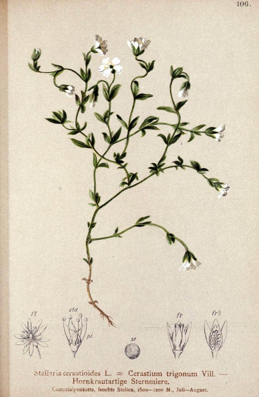 Atlas der Alpenflora. v.1.Wien :Eigenthum und Verlag des Deutschen und Oesterr. Alpenvereins,1882. |  | Vintage Print Reproduction 459481