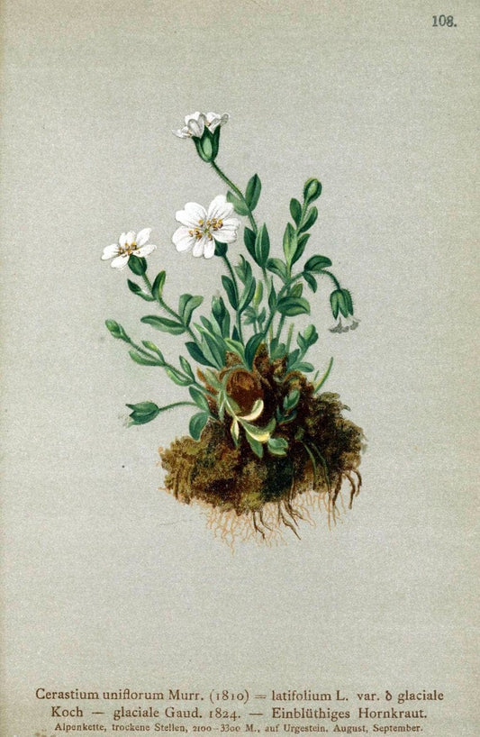 Atlas der Alpenflora. v.1.Wien :Eigenthum und Verlag des Deutschen und Oesterr. Alpenvereins,1882. |  | Vintage Print Reproduction 459483