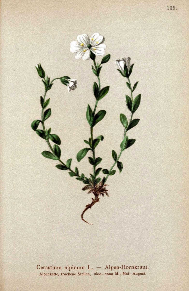 Atlas der Alpenflora. v.1.Wien :Eigenthum und Verlag des Deutschen und Oesterr. Alpenvereins,1882. |  | Vintage Print Reproduction 459484