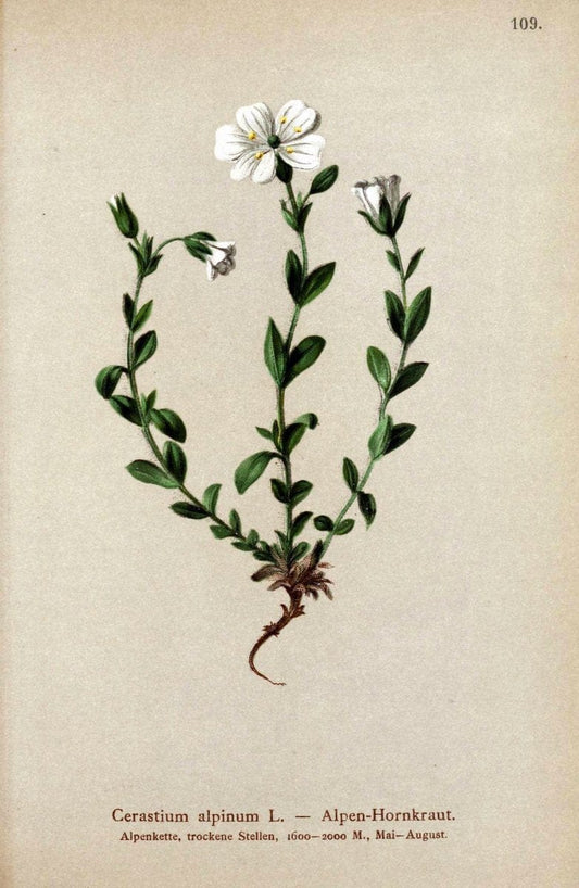 Atlas der Alpenflora. v.1.Wien :Eigenthum und Verlag des Deutschen und Oesterr. Alpenvereins,1882. |  | Vintage Print Reproduction 459484