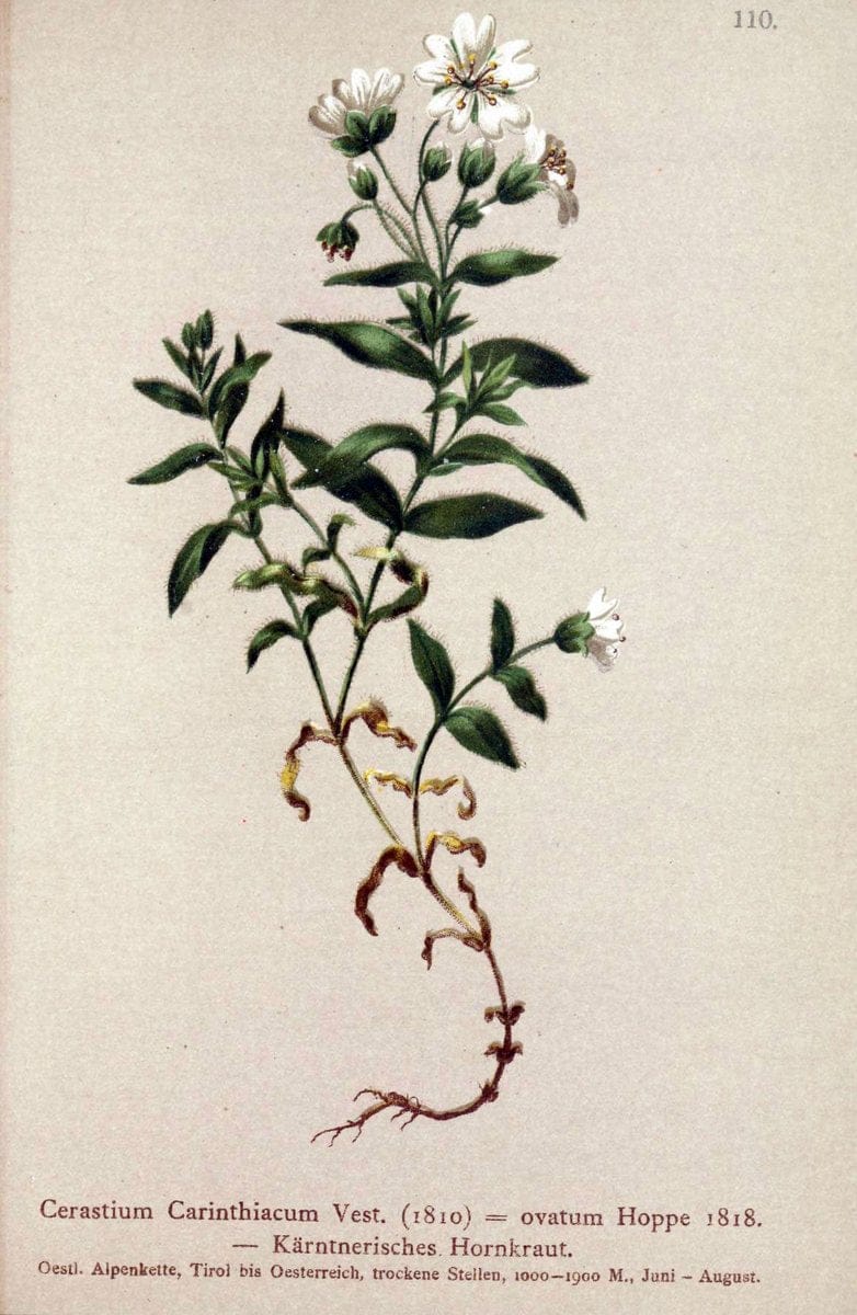 Atlas der Alpenflora. v.1.Wien :Eigenthum und Verlag des Deutschen und Oesterr. Alpenvereins,1882. |  | Vintage Print Reproduction 459485