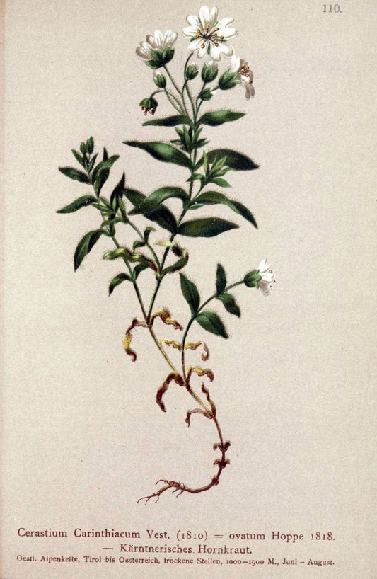 Atlas der Alpenflora. v.1.Wien :Eigenthum und Verlag des Deutschen und Oesterr. Alpenvereins,1882. |  | Vintage Print Reproduction 459485