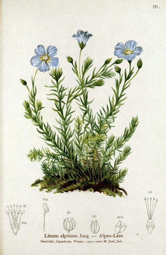 Atlas der Alpenflora. v.1.Wien :Eigenthum und Verlag des Deutschen und Oesterr. Alpenvereins,1882. |  | Vintage Print Reproduction 459486
