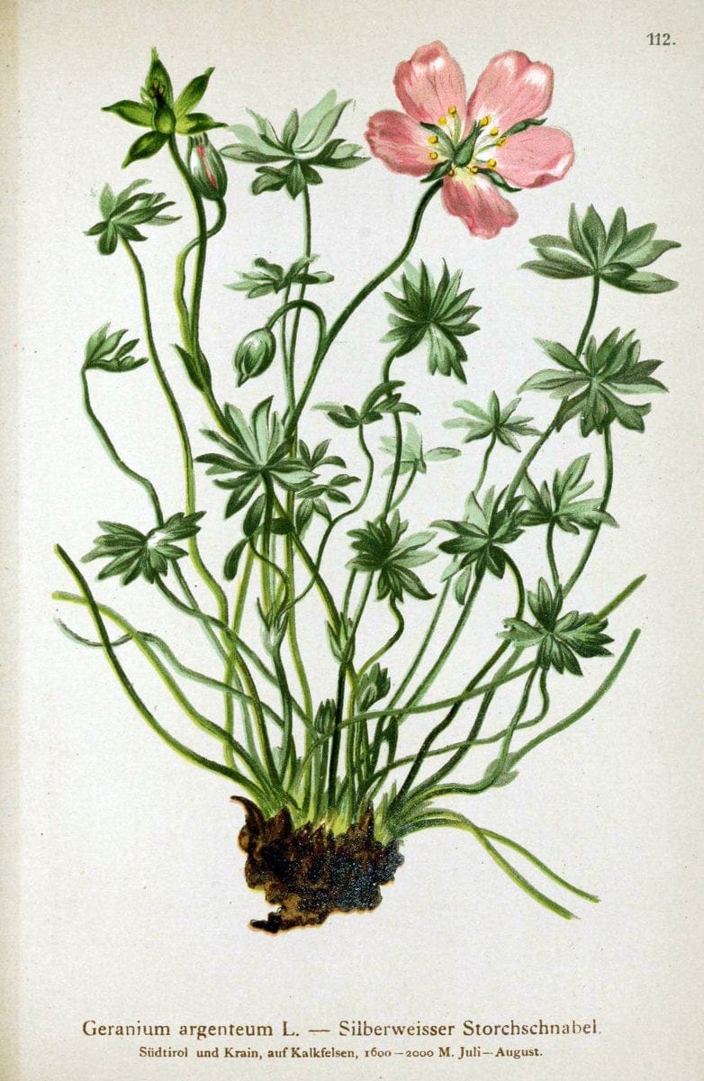 Atlas der Alpenflora. v.1.Wien :Eigenthum und Verlag des Deutschen und Oesterr. Alpenvereins,1882. |  | Vintage Print Reproduction 459487