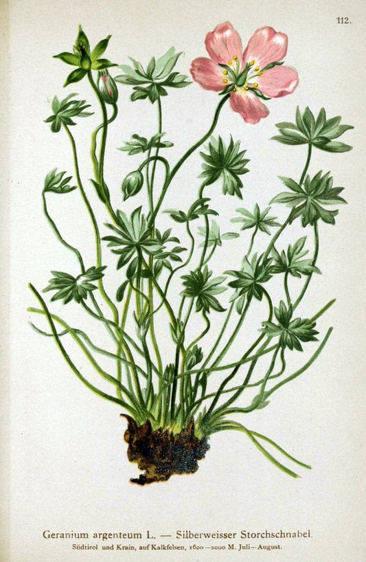 Atlas der Alpenflora. v.1.Wien :Eigenthum und Verlag des Deutschen und Oesterr. Alpenvereins,1882. |  | Vintage Print Reproduction 459487