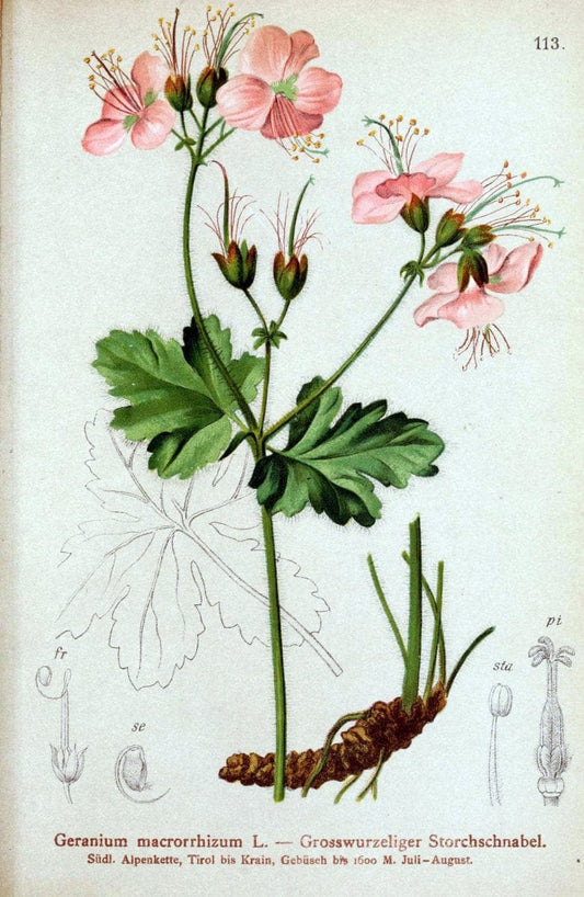 Atlas der Alpenflora. v.1.Wien :Eigenthum und Verlag des Deutschen und Oesterr. Alpenvereins,1882. |  | Vintage Print Reproduction 459489