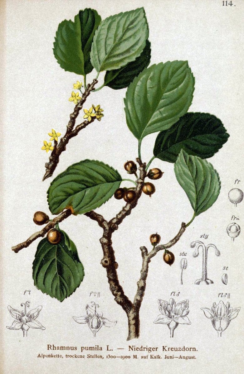 Atlas der Alpenflora. v.1.Wien :Eigenthum und Verlag des Deutschen und Oesterr. Alpenvereins,1882. |  | Vintage Print Reproduction 459490