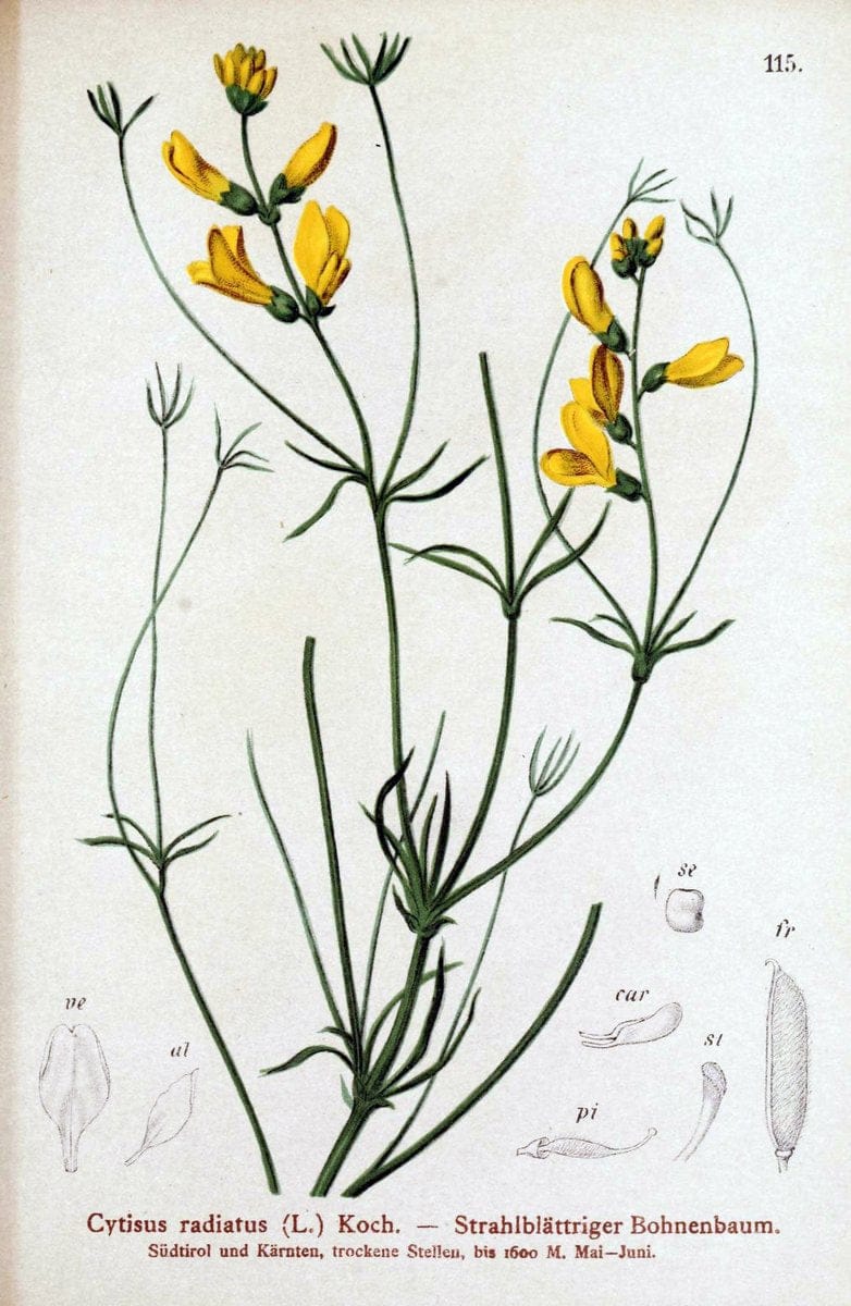 Atlas der Alpenflora. v.1.Wien :Eigenthum und Verlag des Deutschen und Oesterr. Alpenvereins,1882. |  | Vintage Print Reproduction 459491