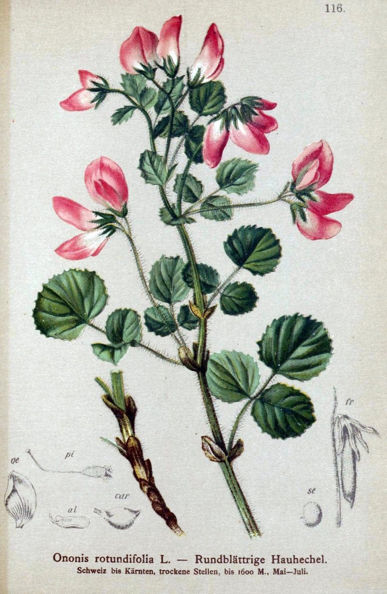 Atlas der Alpenflora. v.1.Wien :Eigenthum und Verlag des Deutschen und Oesterr. Alpenvereins,1882. |  | Vintage Print Reproduction 459492