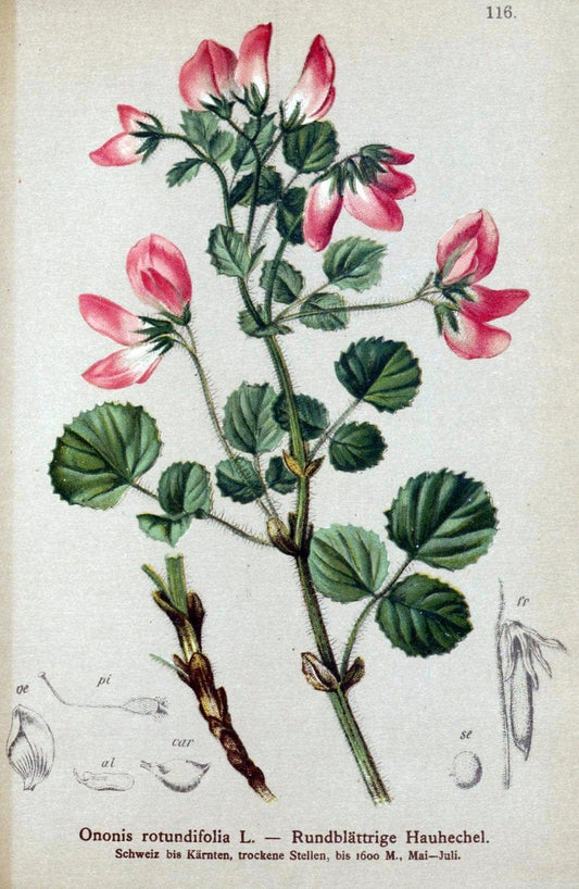 Atlas der Alpenflora. v.1.Wien :Eigenthum und Verlag des Deutschen und Oesterr. Alpenvereins,1882. |  | Vintage Print Reproduction 459492