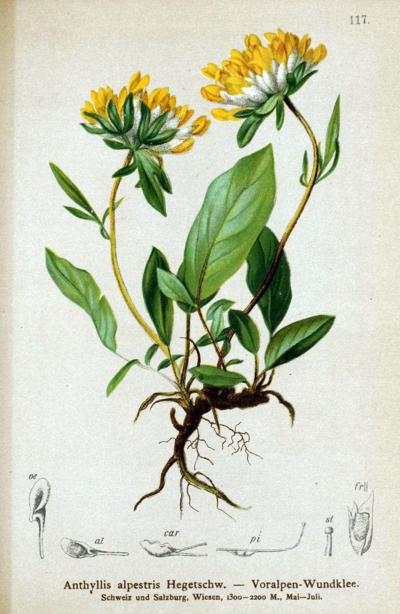 Atlas der Alpenflora. v.1.Wien :Eigenthum und Verlag des Deutschen und Oesterr. Alpenvereins,1882. |  | Vintage Print Reproduction 459493