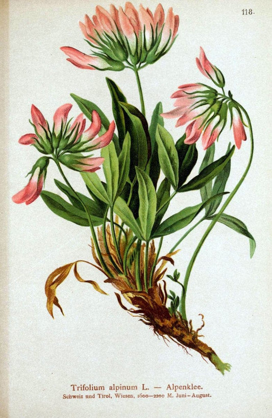 Atlas der Alpenflora. v.1.Wien :Eigenthum und Verlag des Deutschen und Oesterr. Alpenvereins,1882. |  | Vintage Print Reproduction 459494