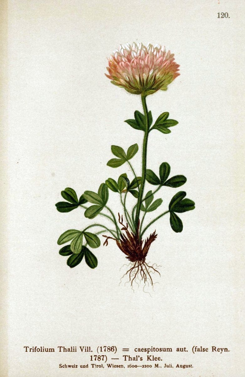 Atlas der Alpenflora. v.1.Wien :Eigenthum und Verlag des Deutschen und Oesterr. Alpenvereins,1882. |  | Vintage Print Reproduction 459496
