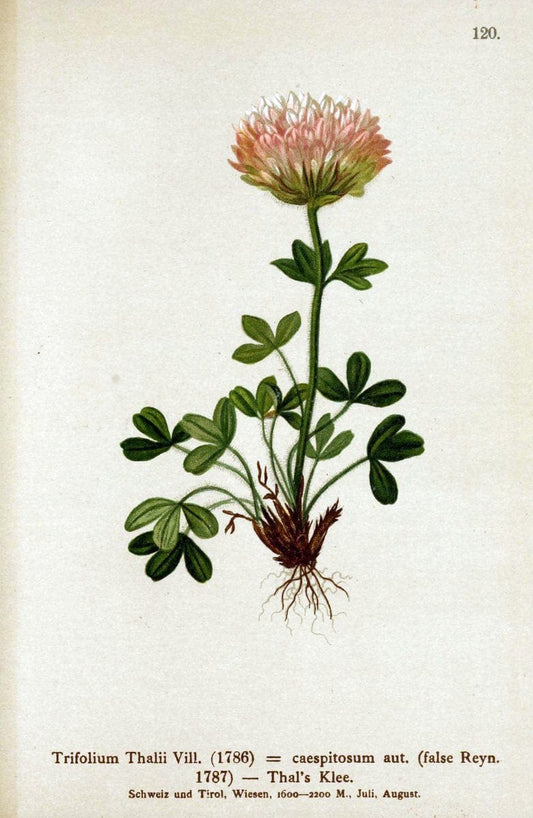 Atlas der Alpenflora. v.1.Wien :Eigenthum und Verlag des Deutschen und Oesterr. Alpenvereins,1882. |  | Vintage Print Reproduction 459496