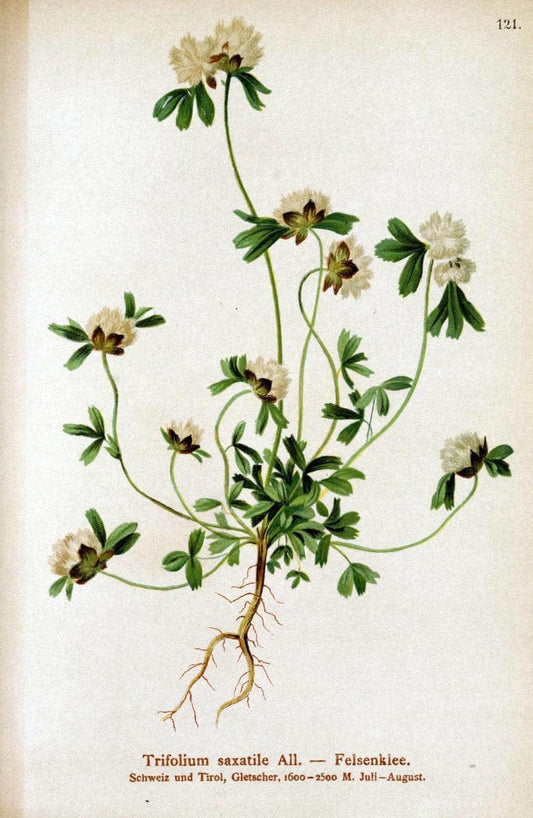 Atlas der Alpenflora. v.1.Wien :Eigenthum und Verlag des Deutschen und Oesterr. Alpenvereins,1882. |  | Vintage Print Reproduction 459497