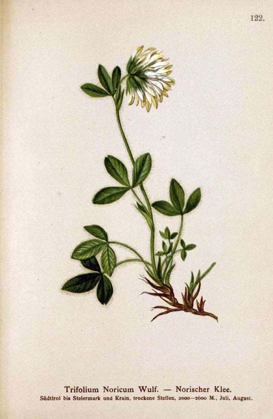 Atlas der Alpenflora. v.1.Wien :Eigenthum und Verlag des Deutschen und Oesterr. Alpenvereins,1882. |  | Vintage Print Reproduction 459498
