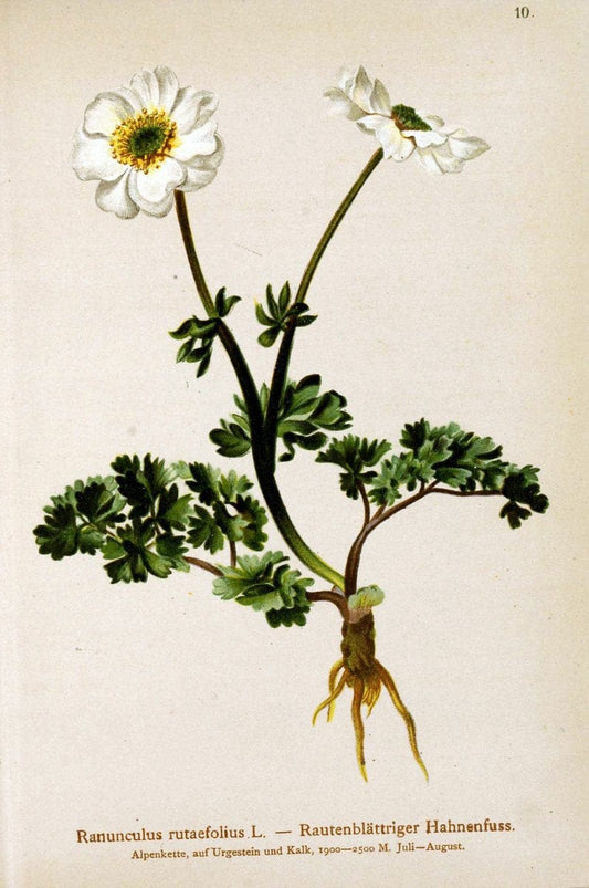 Atlas der Alpenflora. v.1.Wien :Eigenthum und Verlag des Deutschen und Oesterr. Alpenvereins,1882. |  | Vintage Print Reproduction 459499