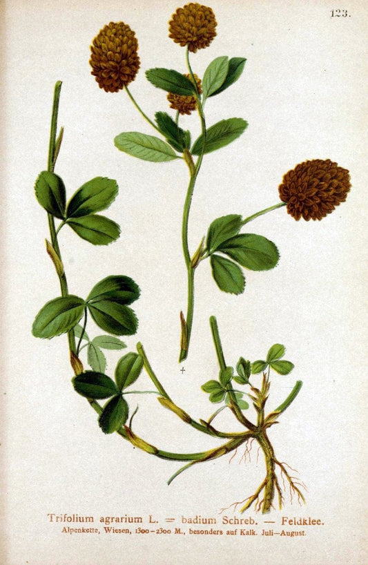 Atlas der Alpenflora. v.1.Wien :Eigenthum und Verlag des Deutschen und Oesterr. Alpenvereins,1882. |  | Vintage Print Reproduction 459500