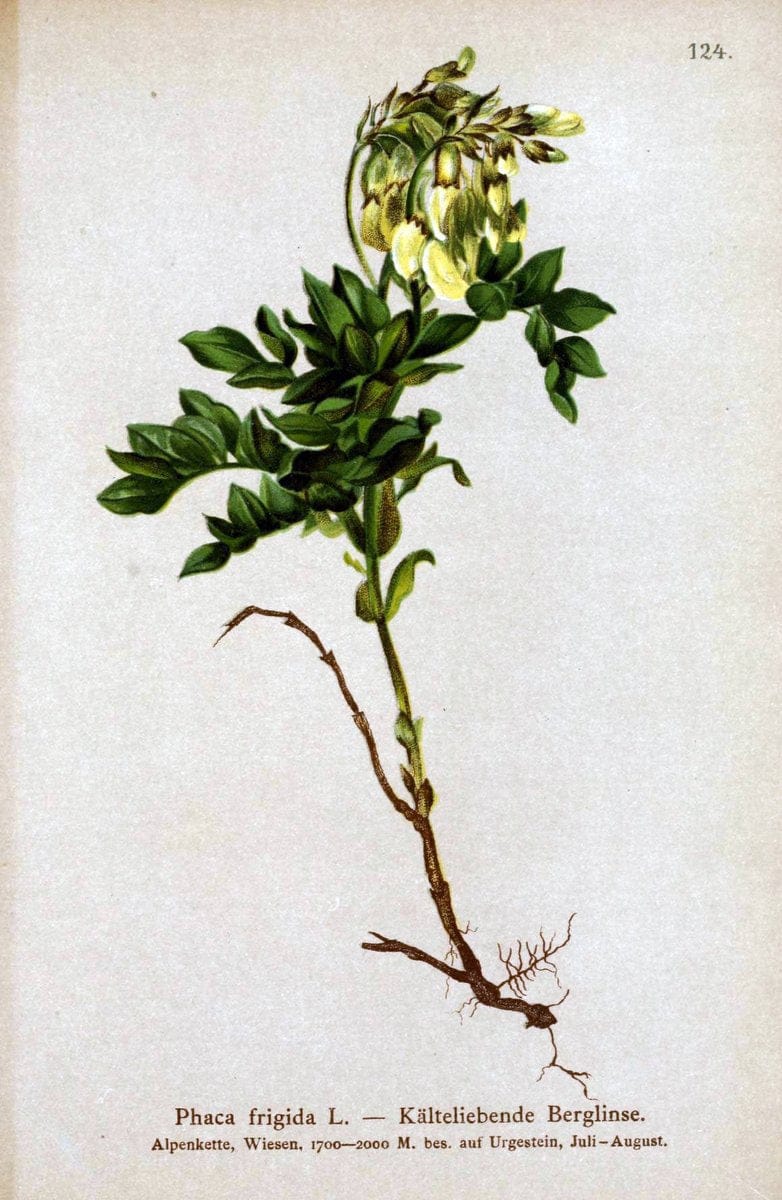 Atlas der Alpenflora. v.1.Wien :Eigenthum und Verlag des Deutschen und Oesterr. Alpenvereins,1882. |  | Vintage Print Reproduction 459501