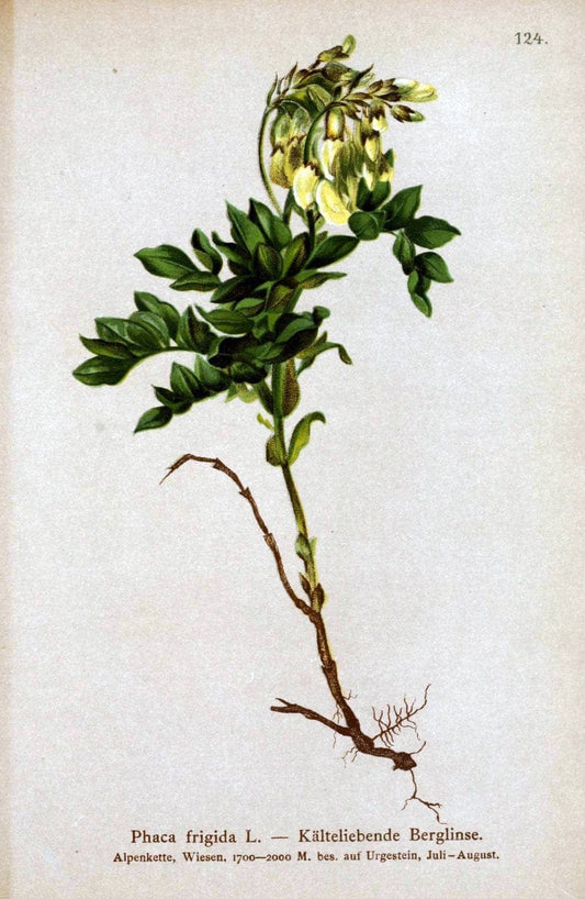 Atlas der Alpenflora. v.1.Wien :Eigenthum und Verlag des Deutschen und Oesterr. Alpenvereins,1882. |  | Vintage Print Reproduction 459501