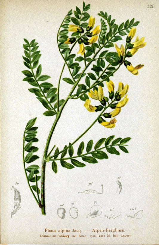Atlas der Alpenflora. v.1.Wien :Eigenthum und Verlag des Deutschen und Oesterr. Alpenvereins,1882. |  | Vintage Print Reproduction 459502