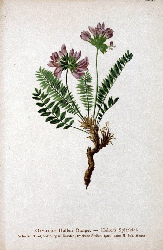 Atlas der Alpenflora. v.1.Wien :Eigenthum und Verlag des Deutschen und Oesterr. Alpenvereins,1882. |  | Vintage Print Reproduction 459503