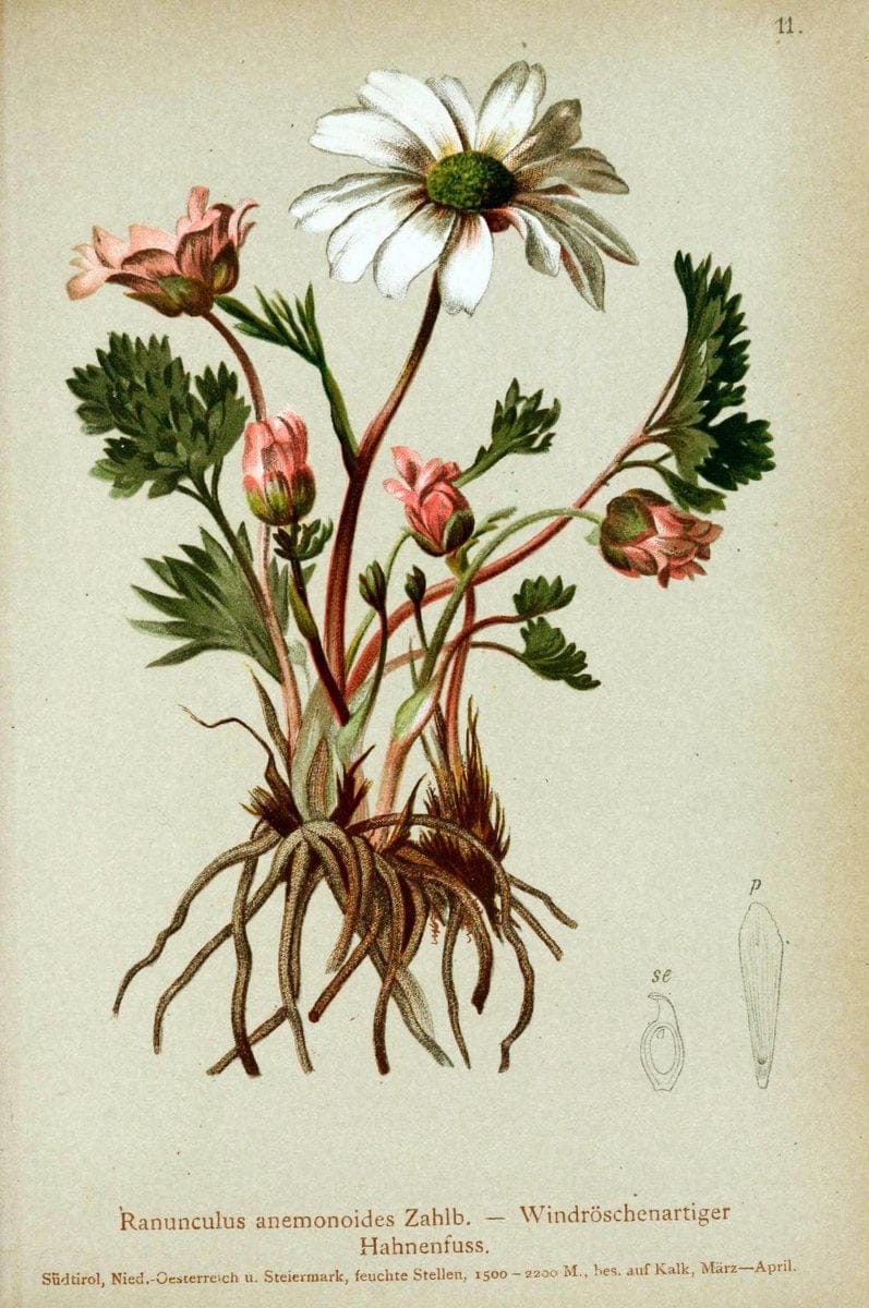 Atlas der Alpenflora. v.1.Wien :Eigenthum und Verlag des Deutschen und Oesterr. Alpenvereins,1882. |  | Vintage Print Reproduction 459504