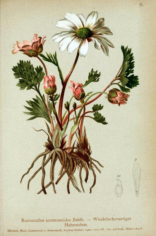 Atlas der Alpenflora. v.1.Wien :Eigenthum und Verlag des Deutschen und Oesterr. Alpenvereins,1882. |  | Vintage Print Reproduction 459504