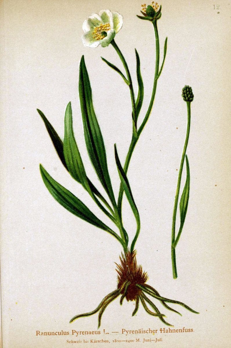Atlas der Alpenflora. v.1.Wien :Eigenthum und Verlag des Deutschen und Oesterr. Alpenvereins,1882. |  | Vintage Print Reproduction 459505