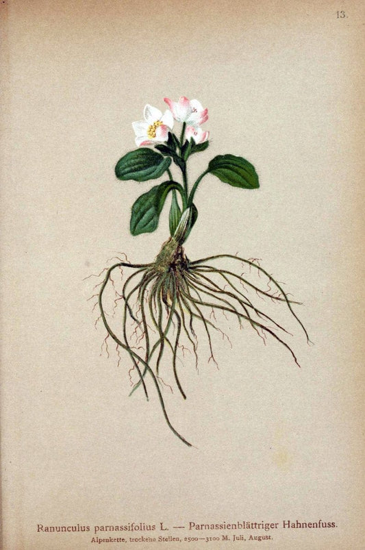 Atlas der Alpenflora. v.1.Wien :Eigenthum und Verlag des Deutschen und Oesterr. Alpenvereins,1882. |  | Vintage Print Reproduction 459506