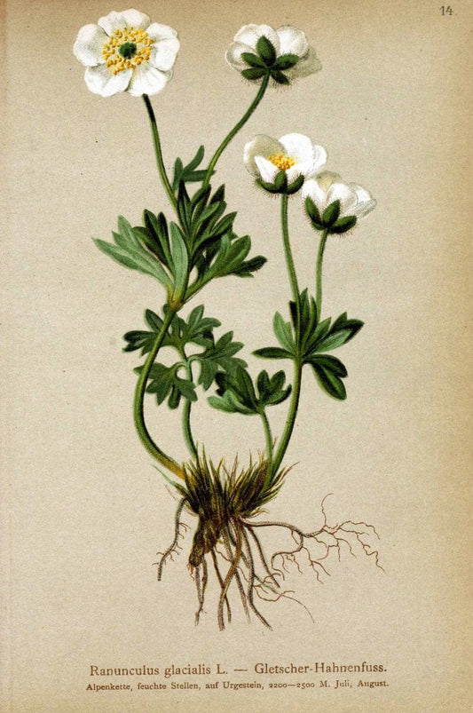 Atlas der Alpenflora. v.1.Wien :Eigenthum und Verlag des Deutschen und Oesterr. Alpenvereins,1882. |  | Vintage Print Reproduction 459507