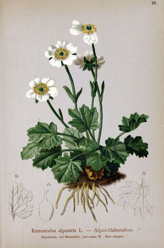 Atlas der Alpenflora. v.1.Wien :Eigenthum und Verlag des Deutschen und Oesterr. Alpenvereins,1882. |  | Vintage Print Reproduction 459509