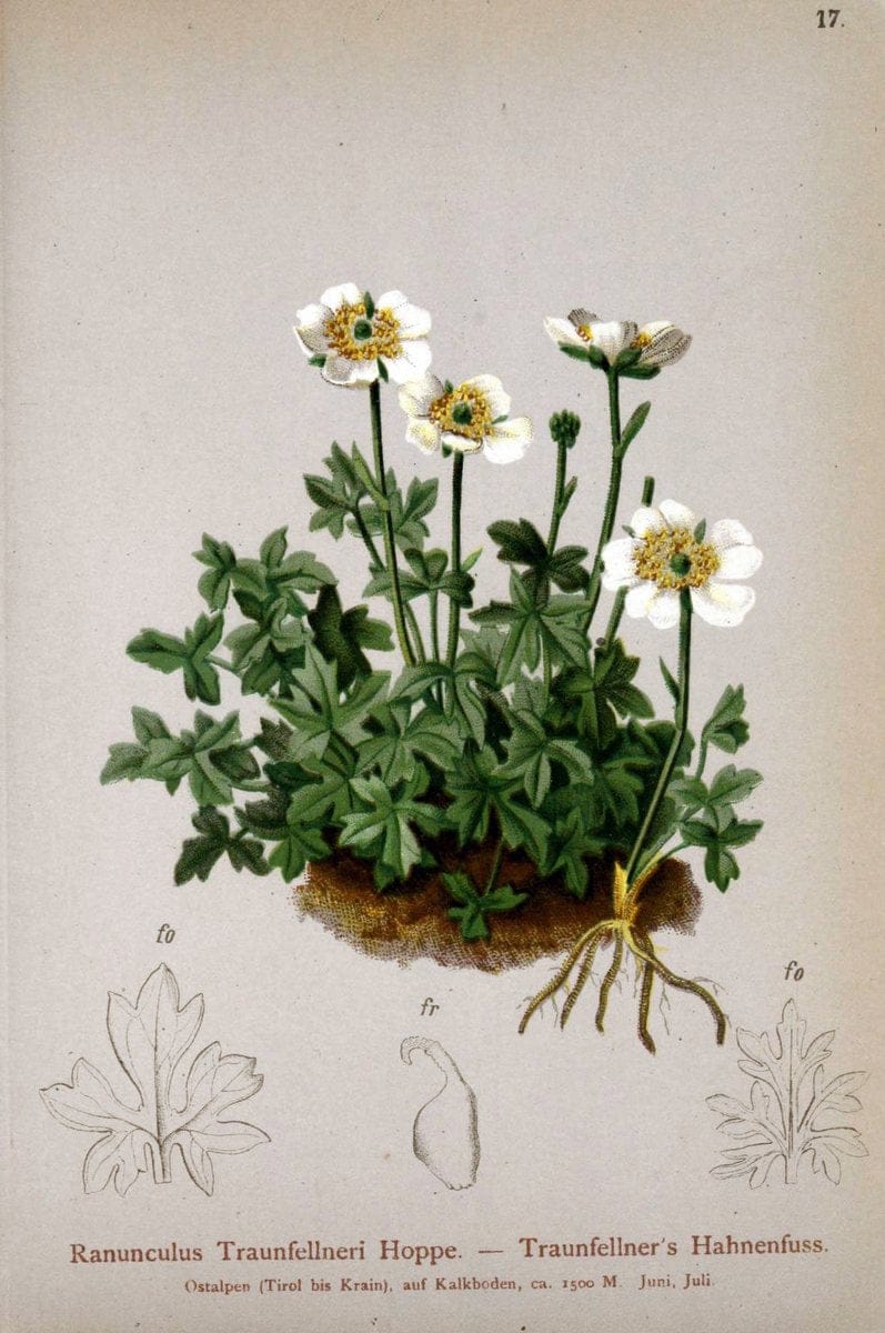 Atlas der Alpenflora. v.1.Wien :Eigenthum und Verlag des Deutschen und Oesterr. Alpenvereins,1882. |  | Vintage Print Reproduction 459510