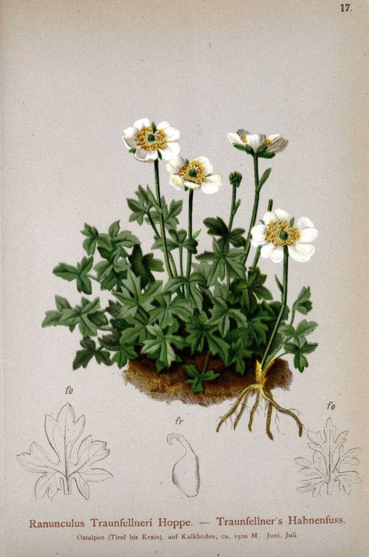 Atlas der Alpenflora. v.1.Wien :Eigenthum und Verlag des Deutschen und Oesterr. Alpenvereins,1882. |  | Vintage Print Reproduction 459510