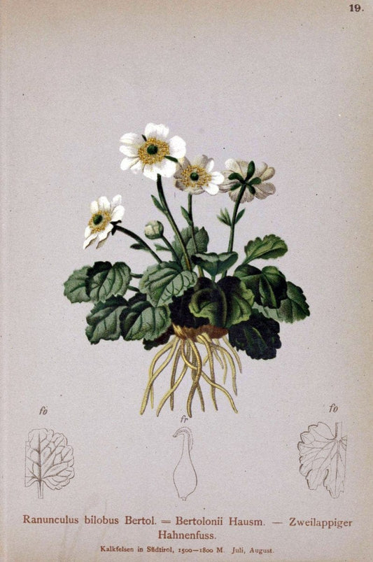 Atlas der Alpenflora. v.1.Wien :Eigenthum und Verlag des Deutschen und Oesterr. Alpenvereins,1882. |  | Vintage Print Reproduction 459512