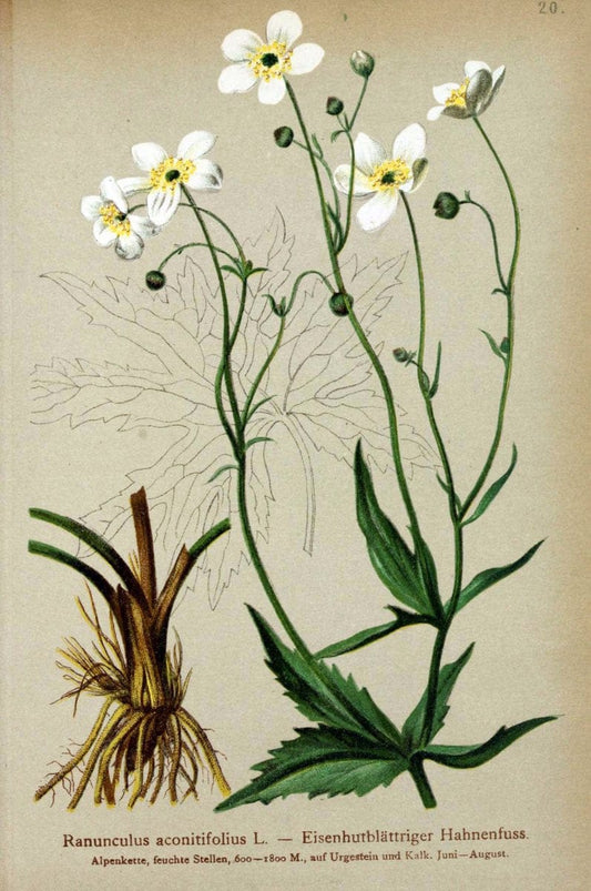 Atlas der Alpenflora. v.1.Wien :Eigenthum und Verlag des Deutschen und Oesterr. Alpenvereins,1882. |  | Vintage Print Reproduction 459513