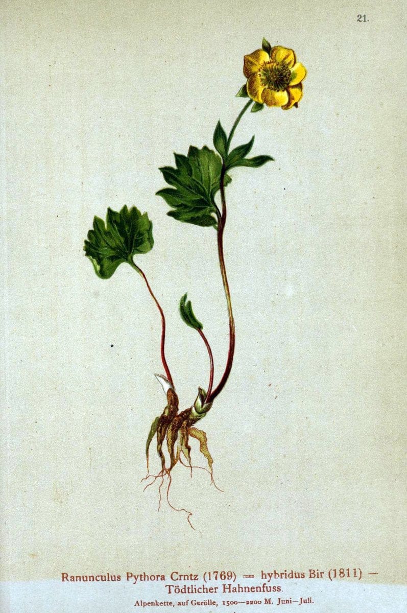 Atlas der Alpenflora. v.1.Wien :Eigenthum und Verlag des Deutschen und Oesterr. Alpenvereins,1882. |  | Vintage Print Reproduction 459514
