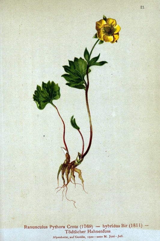 Atlas der Alpenflora. v.1.Wien :Eigenthum und Verlag des Deutschen und Oesterr. Alpenvereins,1882. |  | Vintage Print Reproduction 459514