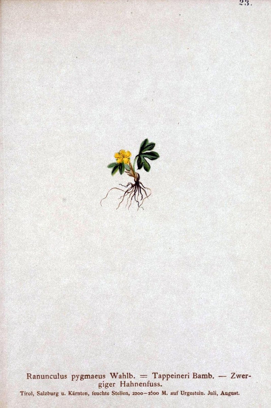 Atlas der Alpenflora. v.1.Wien :Eigenthum und Verlag des Deutschen und Oesterr. Alpenvereins,1882. |  | Vintage Print Reproduction 459516