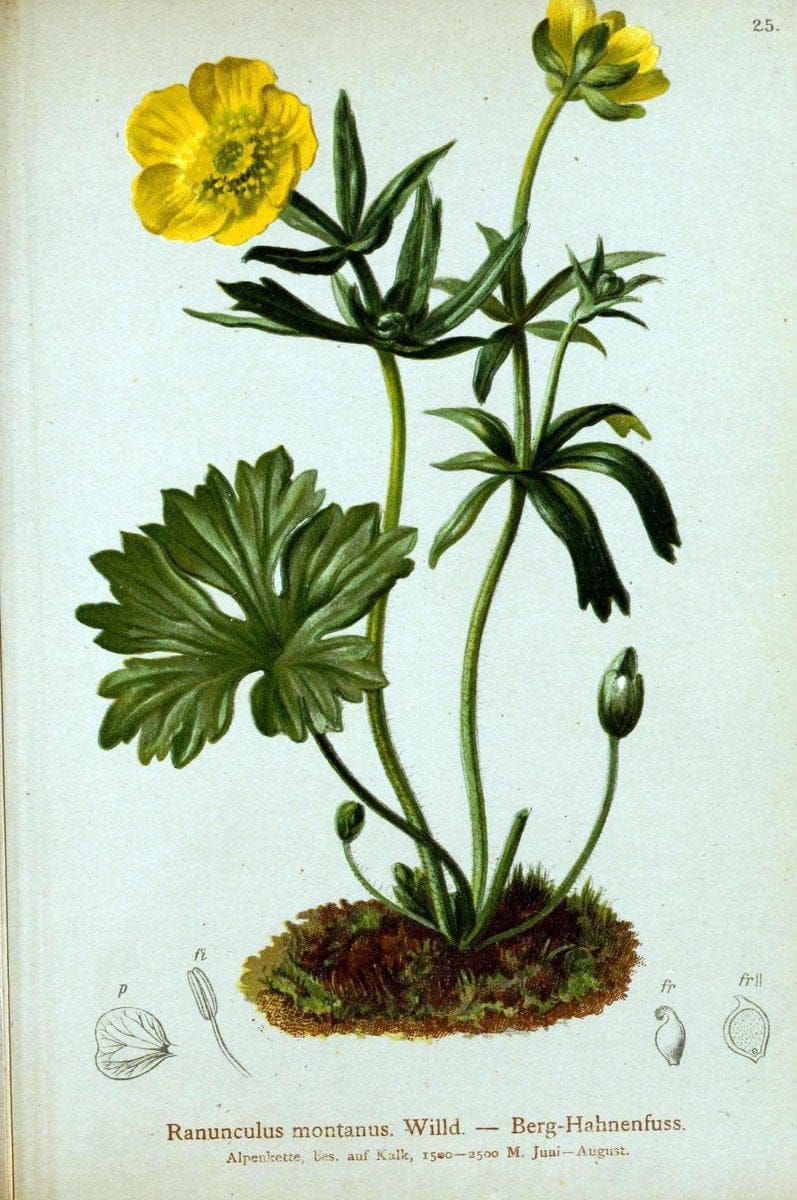 Atlas der Alpenflora. v.1.Wien :Eigenthum und Verlag des Deutschen und Oesterr. Alpenvereins,1882. |  | Vintage Print Reproduction 459518
