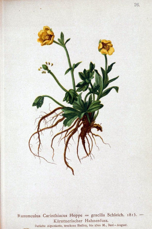 Atlas der Alpenflora. v.1.Wien :Eigenthum und Verlag des Deutschen und Oesterr. Alpenvereins,1882. |  | Vintage Print Reproduction 459519
