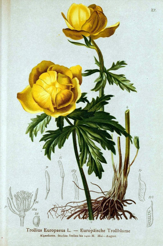 Atlas der Alpenflora. v.1.Wien :Eigenthum und Verlag des Deutschen und Oesterr. Alpenvereins,1882. |  | Vintage Print Reproduction 459520