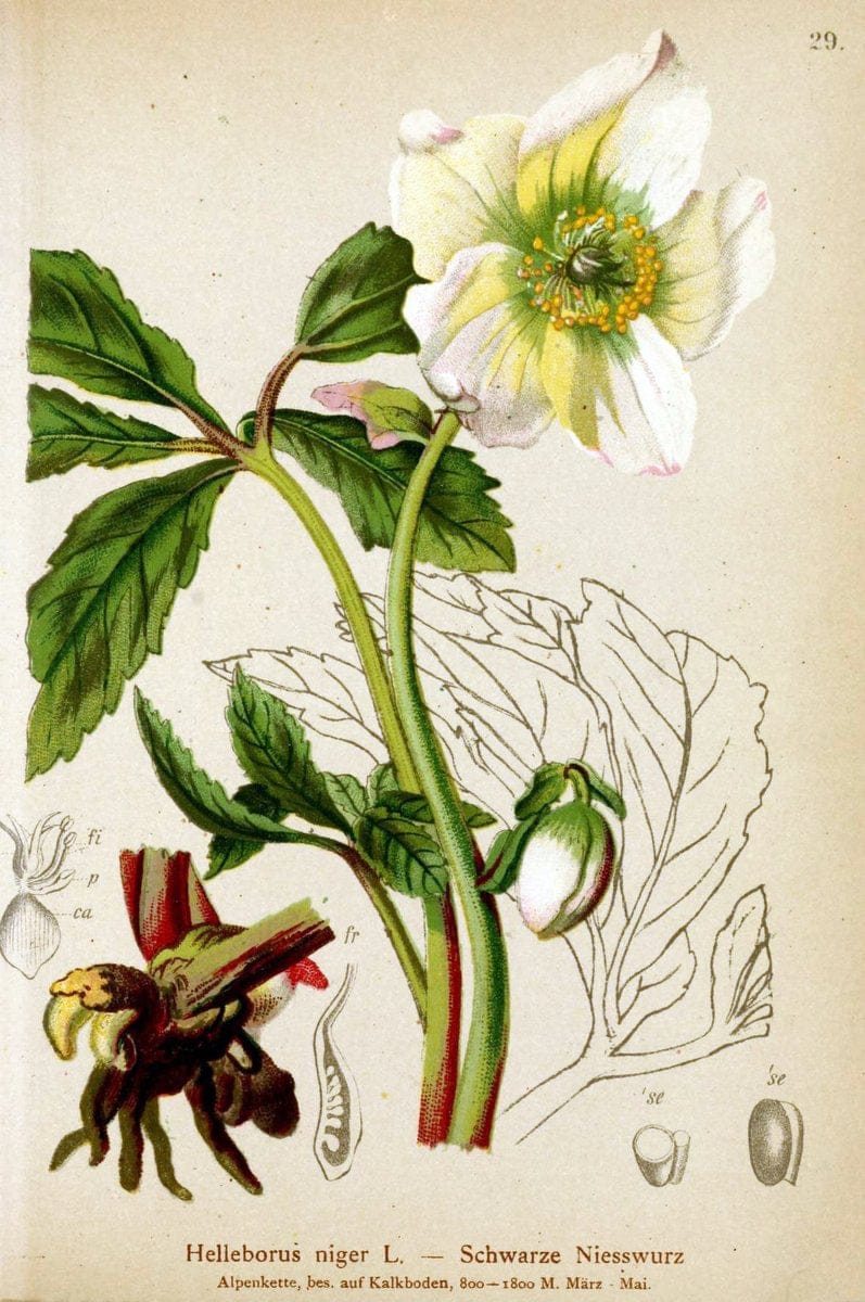 Atlas der Alpenflora. v.1.Wien :Eigenthum und Verlag des Deutschen und Oesterr. Alpenvereins,1882. |  | Vintage Print Reproduction 459522