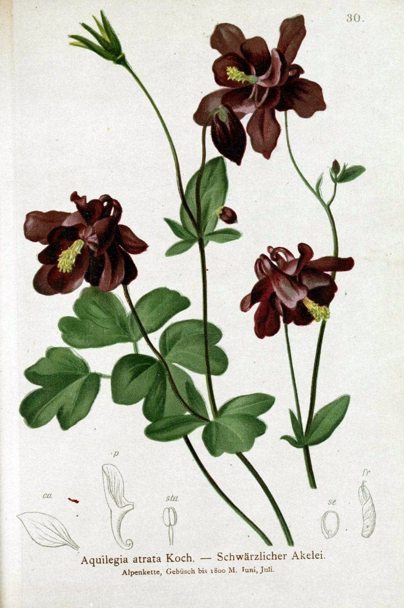 Atlas der Alpenflora. v.1.Wien :Eigenthum und Verlag des Deutschen und Oesterr. Alpenvereins,1882. |  | Vintage Print Reproduction 459523