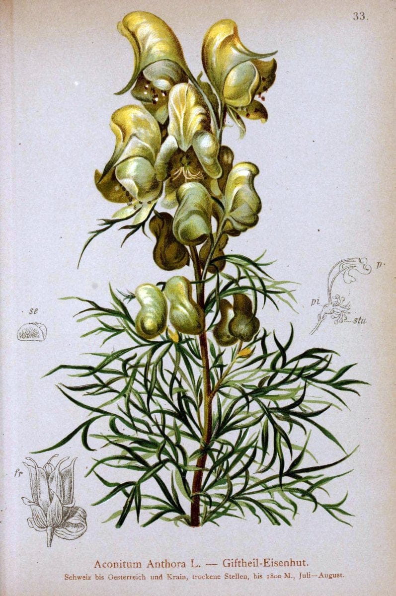 Atlas der Alpenflora. v.1.Wien :Eigenthum und Verlag des Deutschen und Oesterr. Alpenvereins,1882. |  | Vintage Print Reproduction 459525