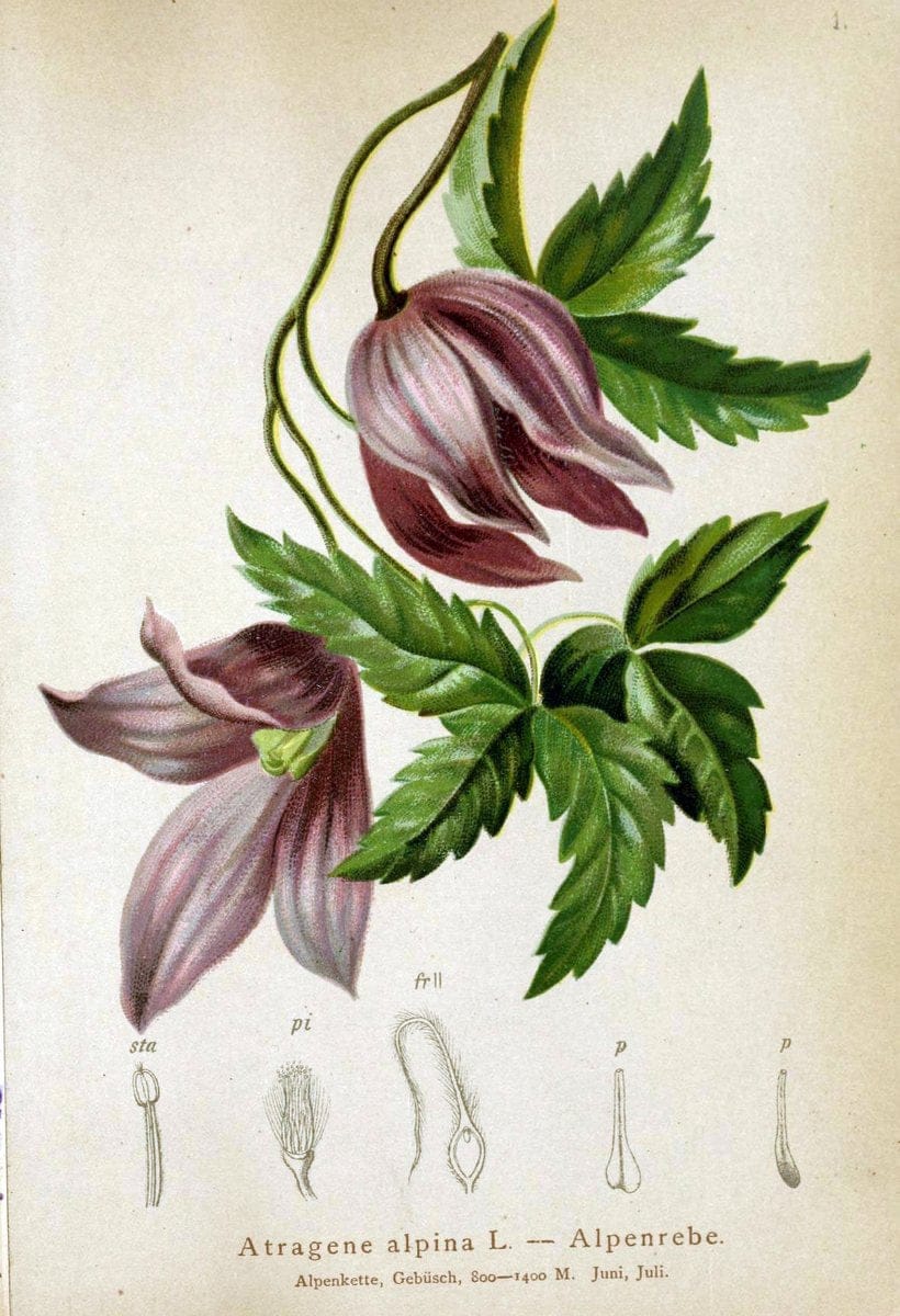 Atlas der Alpenflora. v.1.Wien :Eigenthum und Verlag des Deutschen und Oesterr. Alpenvereins,1882. |  | Vintage Print Reproduction 459526